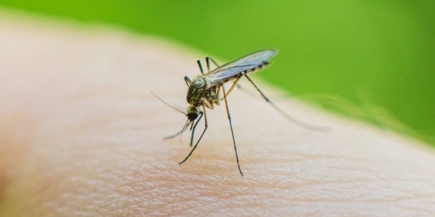 How Good is Your Knowledge About: Bites and Stings?